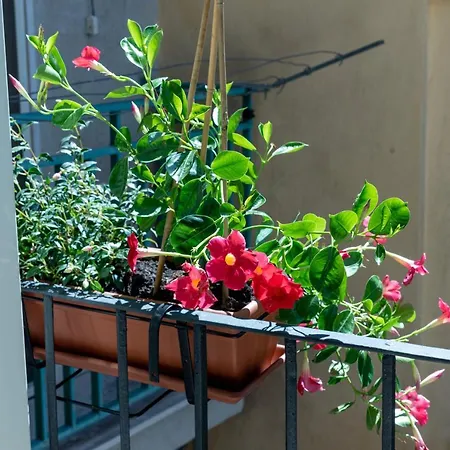 Mandevilla