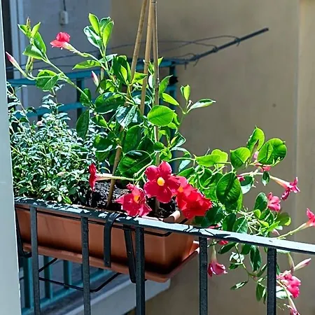 B&B Mandevilla 3*